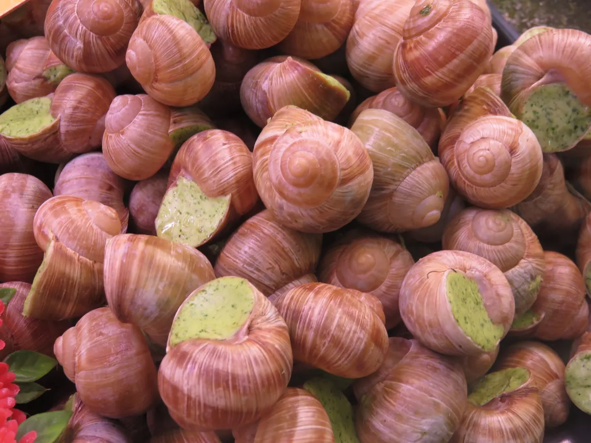 Escargots de Bourgogne (6)